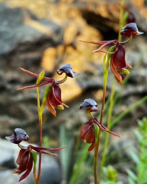 flying duck orchids Look Like Animals