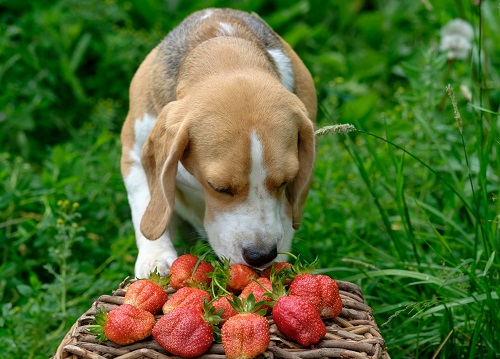 Best Fruits Dogs Can Eat  