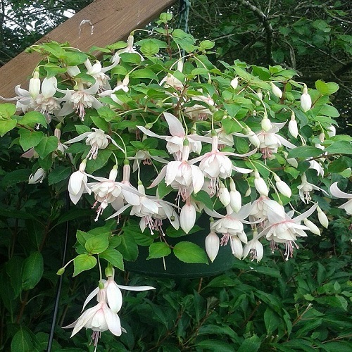 Trailing Flowers for Hanging Baskets 5