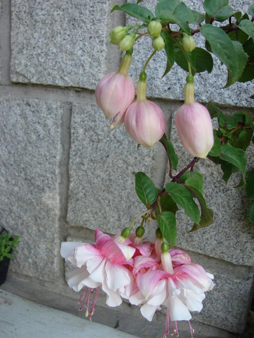 Fuchsia Varieties 3