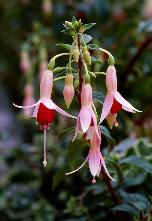 Best Fuchsia Varieties 7