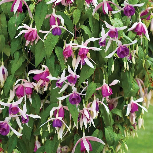 Best Fuchsia Varieties 13