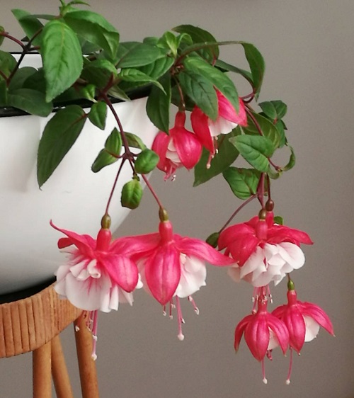 Best Fuchsia Varieties 5