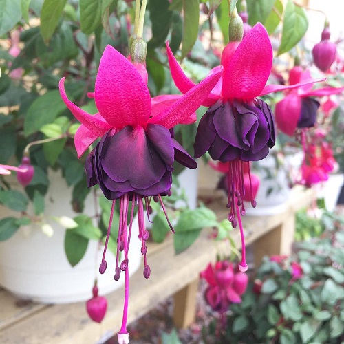 Fuchsia Varieties for Hanging Baskets 14