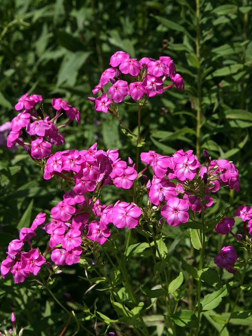 garden Phlox that Bloom for Decades in Perennial Flowers 