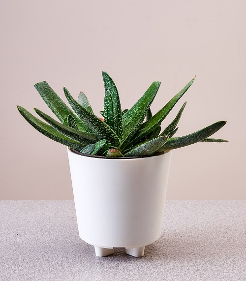 Ox Tongue Plants that Look like Aloe Vera 