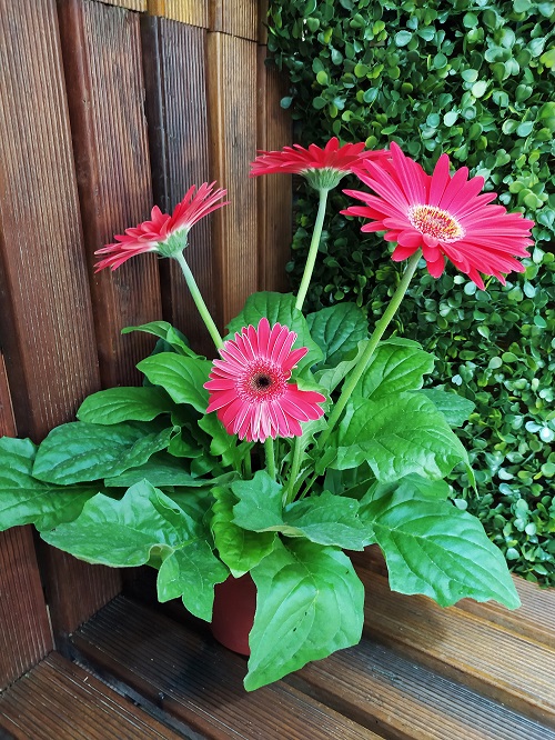 How to Keep Gerbera Daisies Blooming 12