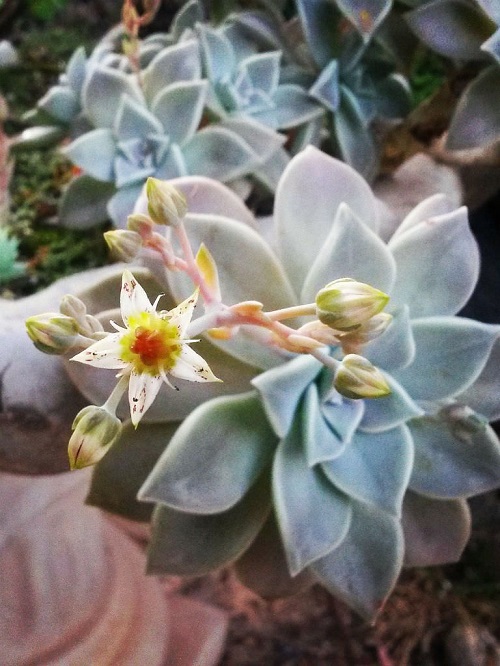 ghost plant  with white Color Flowers 