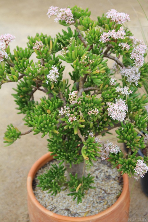 gollum Jade Plants with Flower