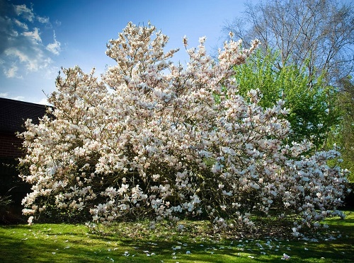 Sweet Tea plant 