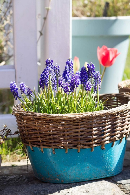 combination of Blue and White Flowers 9