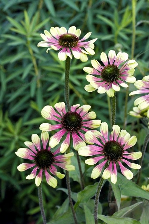 Coneflower varieties 5