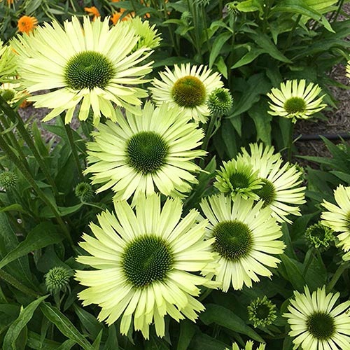 Coneflower varieties 