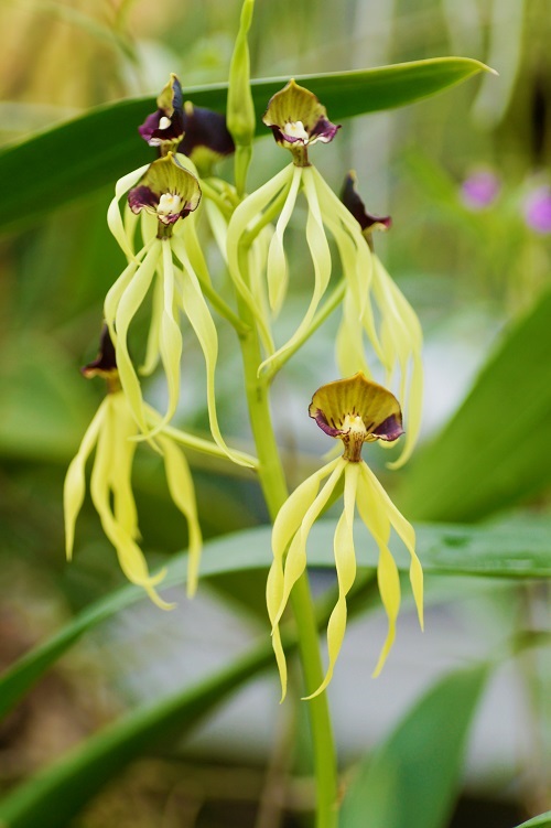 green squid orchids that Look like Animals 