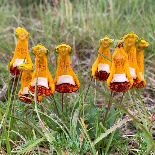 Distinctive Flowers with a Happy Face 