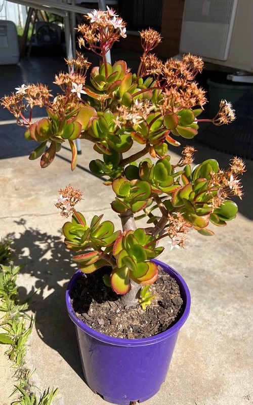 harbour light jade with flower.