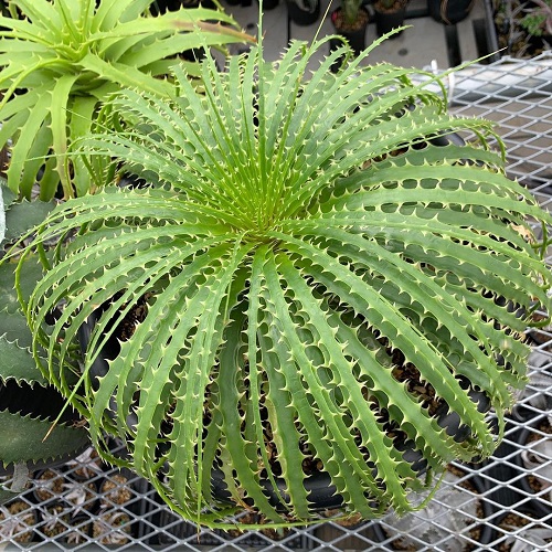 Hechtia Plants that Look like Aloe Vera 