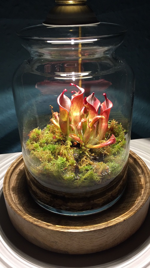 sun pitchers Carnivorous Plant Terrarium