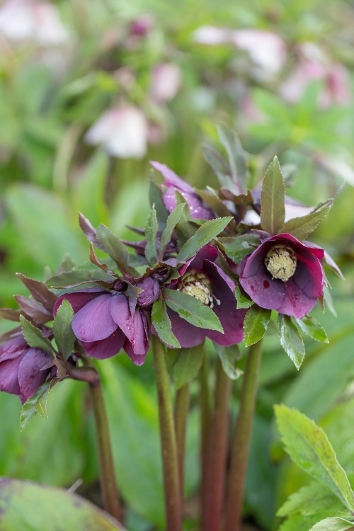 Blooming Perennial Flowers for a decade 2