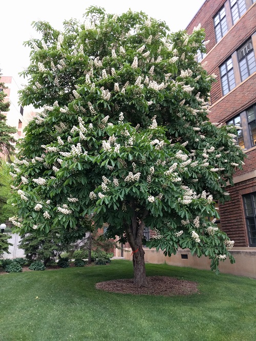 Horse Chestnut tree in office garden