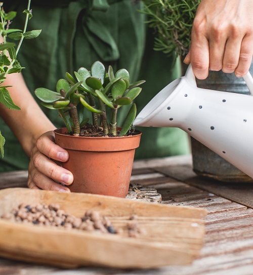 When and How to Water a Jade Plant So It Never Dies