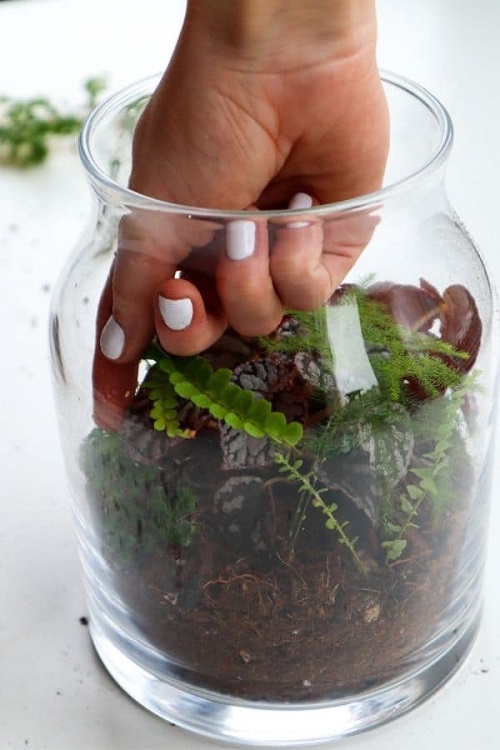 Small Terrarium Plants 11