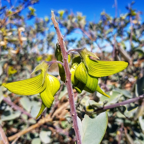 hummingbird flower Look Like Animals