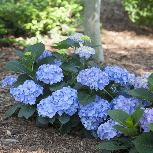 Let's Dance Rhapsody Blue hydrangeas