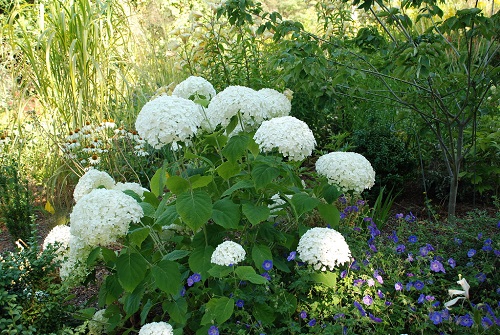 Abetwo Hydrangeas 