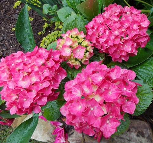 Eldorado Hydrangeas