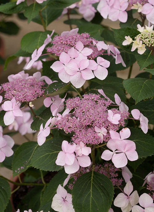 Let's Dance Diva Hydrangeas 