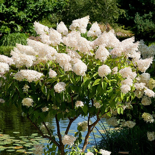 Pee Gee Hydrangea with white flower