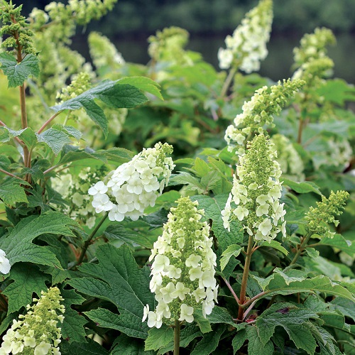 Gatsby Star Hydrangeas 