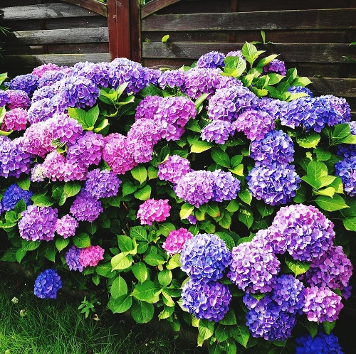 Hydrangea Perennial Flowers for a decade