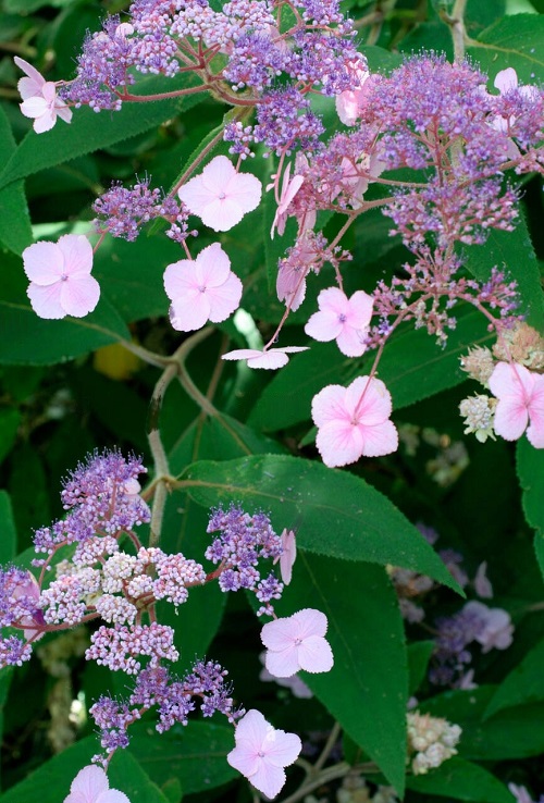 Velvet Lace hydrengeas