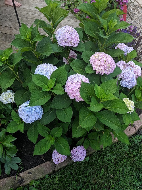 Flowers Similar to Peonies 7