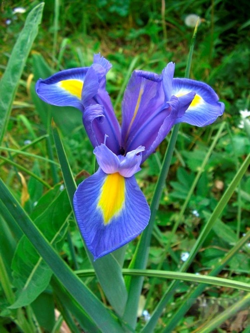 Blue and White Flowers 6