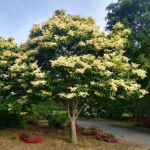 Japanese Lilac flowering tree beside pathway