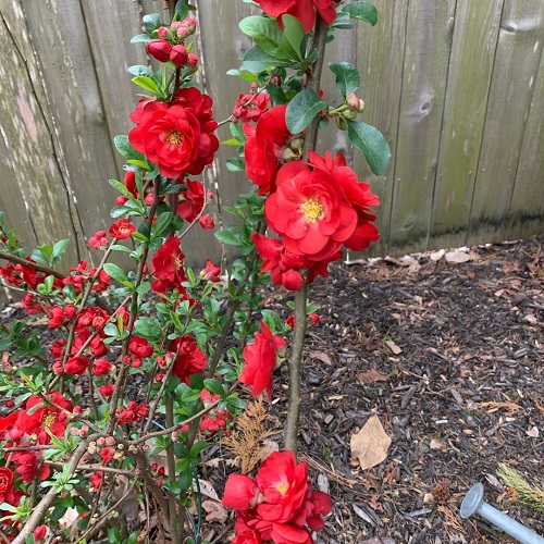 Flowers that Look like Peonies 14