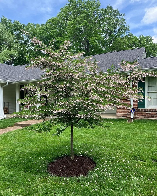 Japanese Snowbell plant in front yard