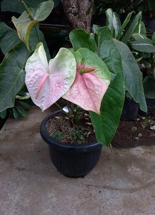 Anthurium Fantasia 