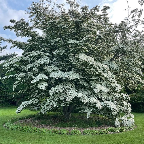 Kousa Dogwood tree flowering