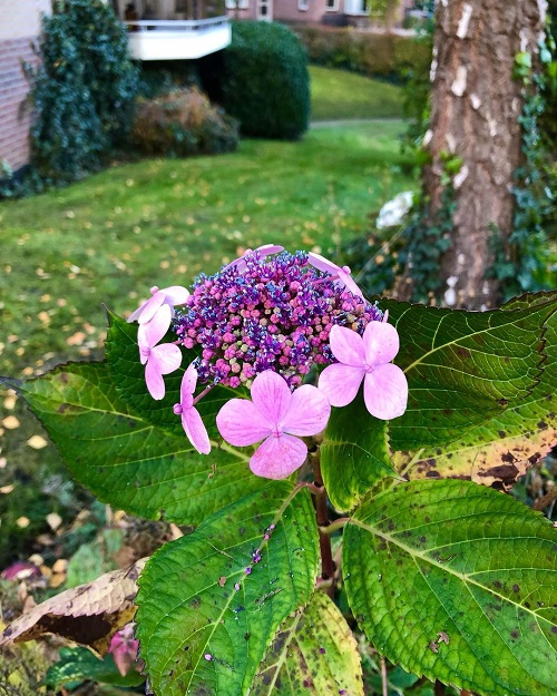 Let's Dance Moonlight Hydrangeas 