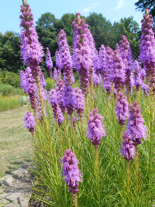 Magnificent Everlasting Flowers that Bloom for Decades  2