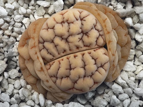 Plants That Look Like Brains 20