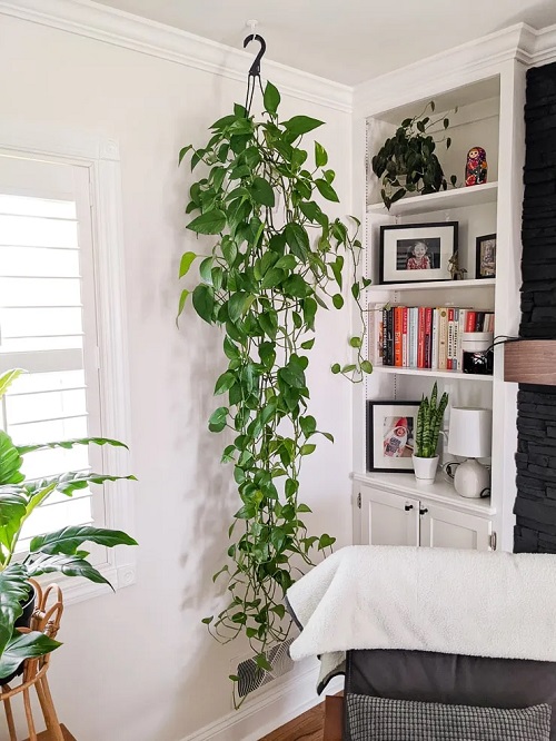 Ceiling ideas to Grow Pothos