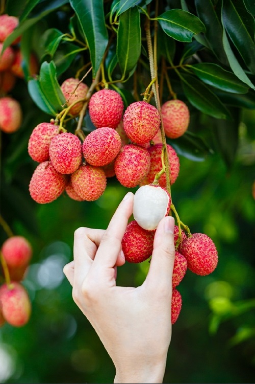 Lychee vs Rambutan | Difference Between Rambutan and Lychee 1