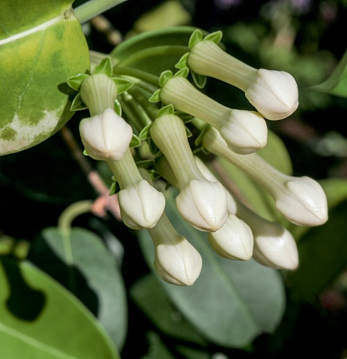 Plants with Penis-Like Structures 3