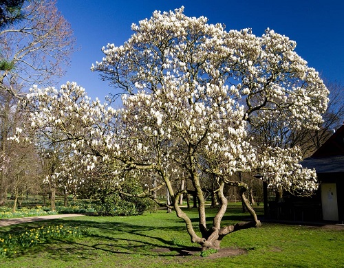 Southern Magnolia tree