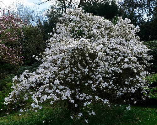 white flower Star Magnolia plant